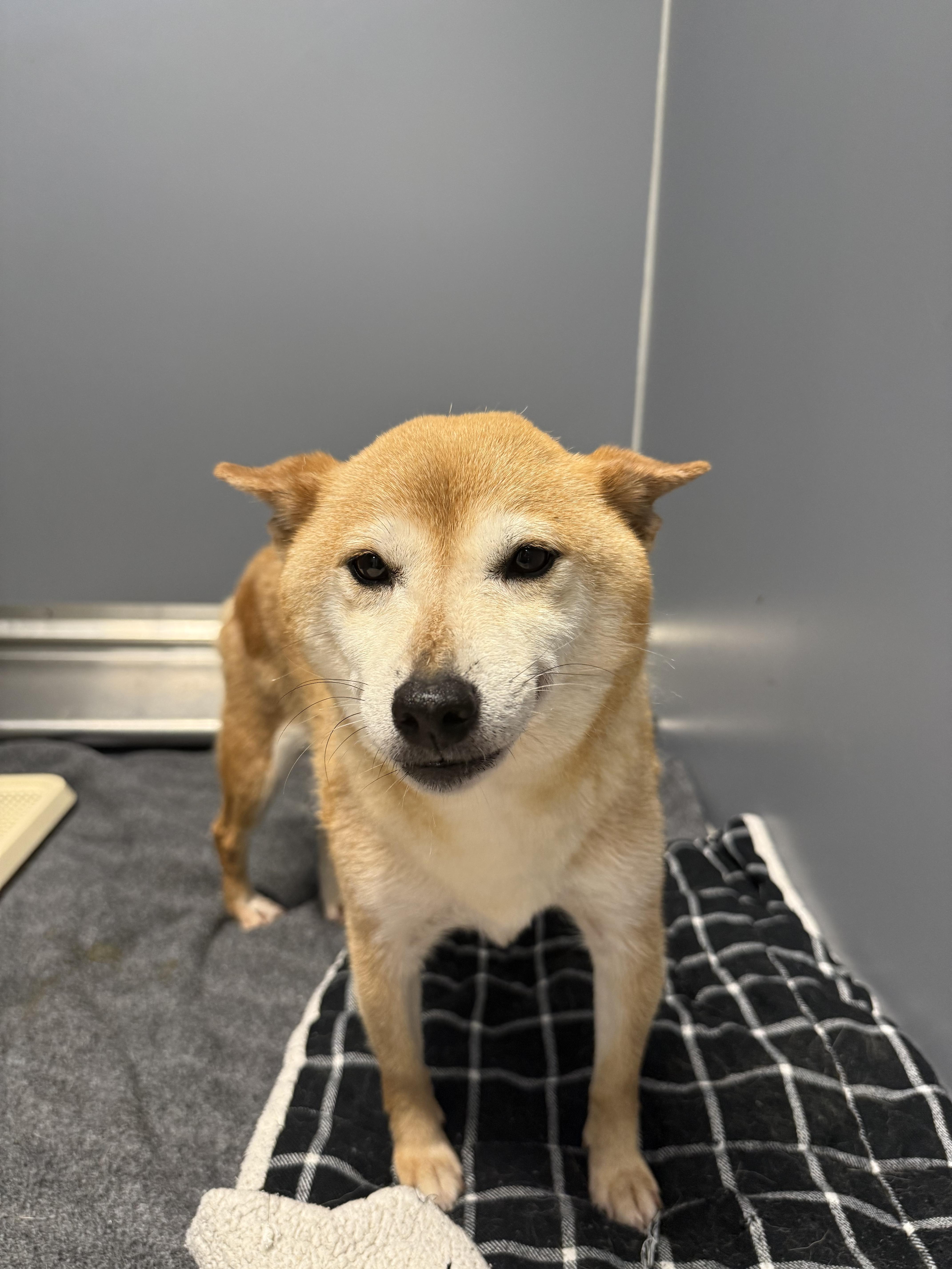 Suki, an adopted Shiba Inu in Milford, CT image 3/4