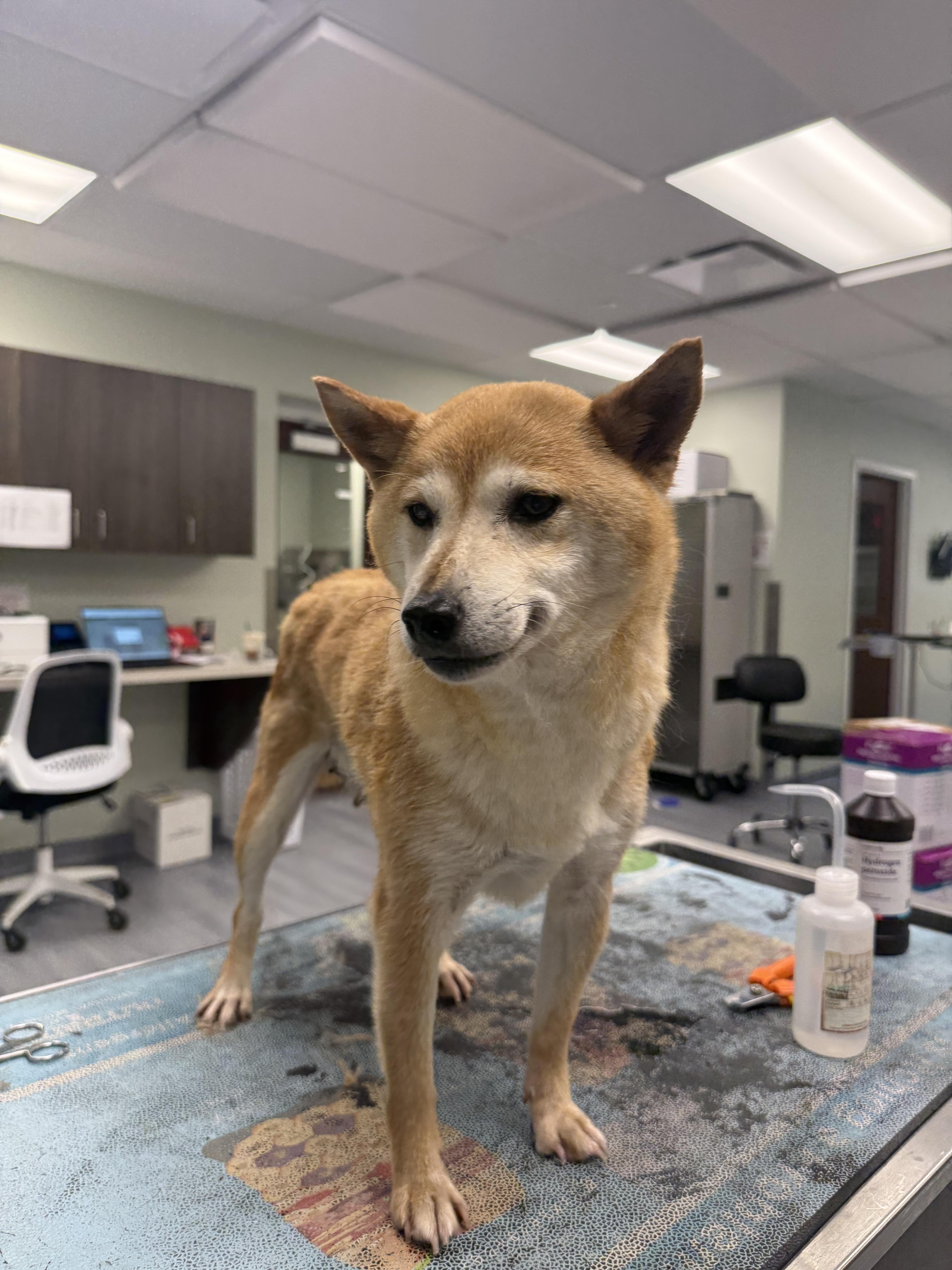 Suki, an adopted Shiba Inu in Milford, CT image 2/4