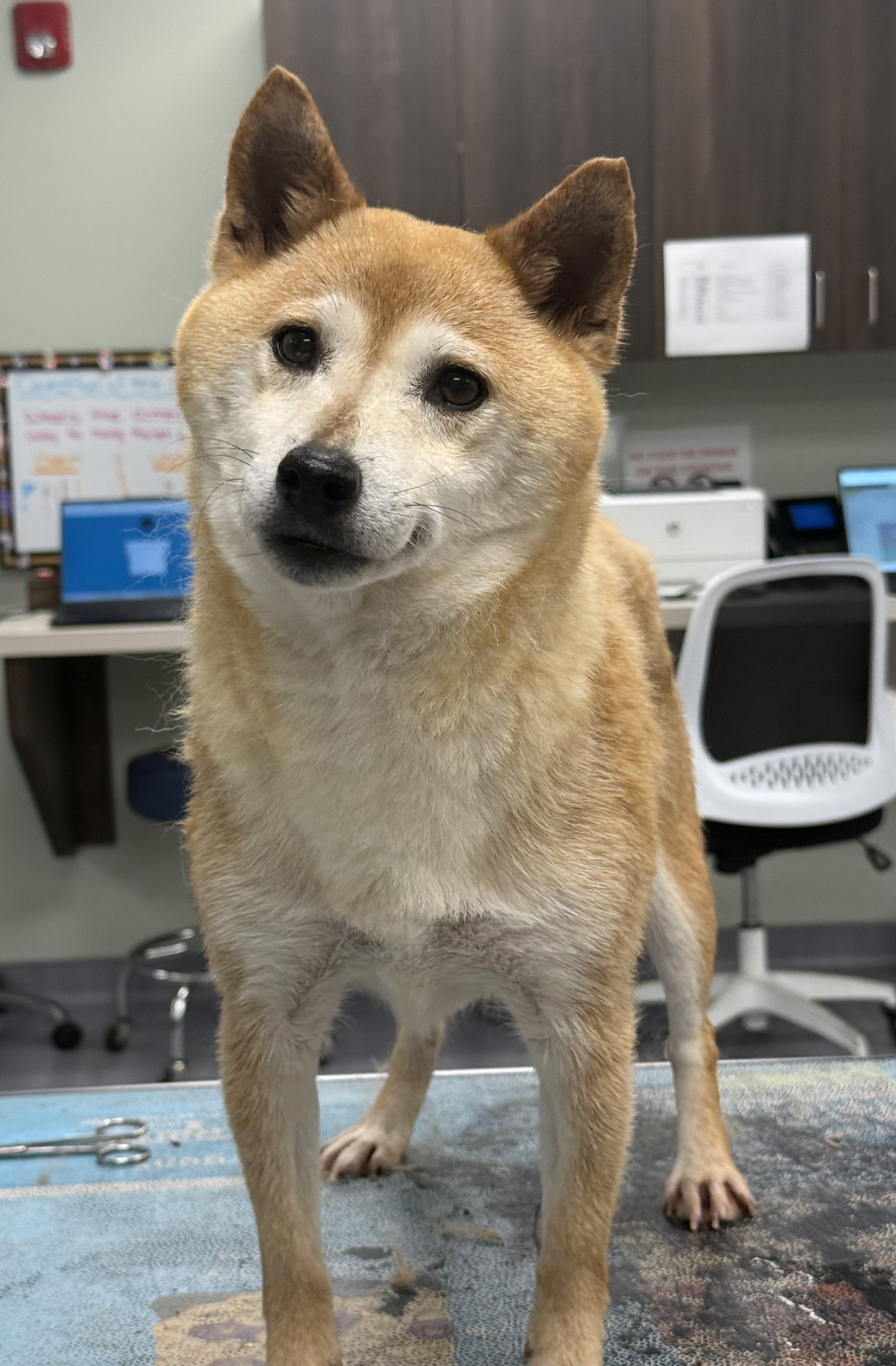 Suki, an adopted Shiba Inu in Milford, CT image 1/4