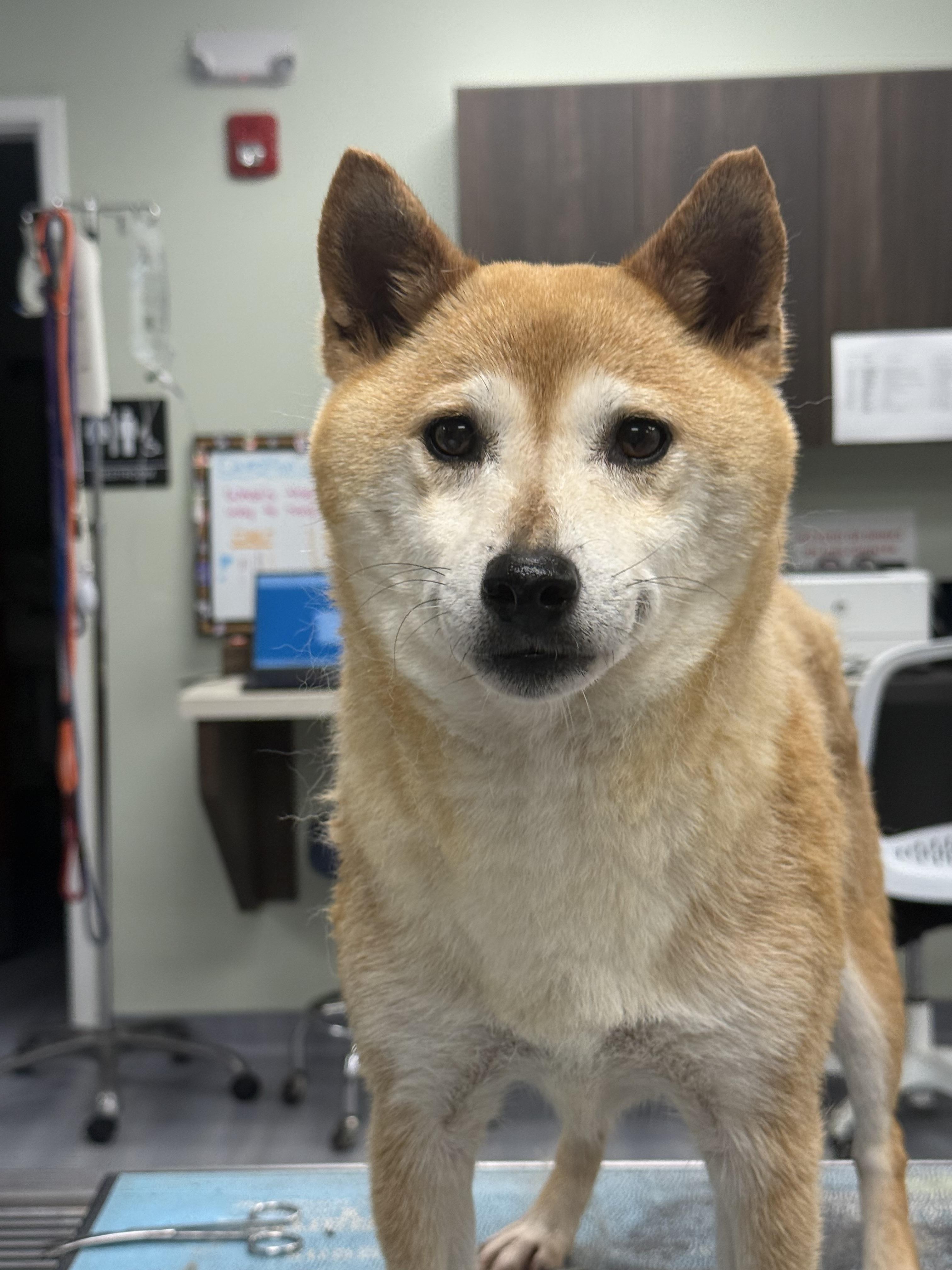 Suki, an adopted Shiba Inu in Milford, CT image 4/4