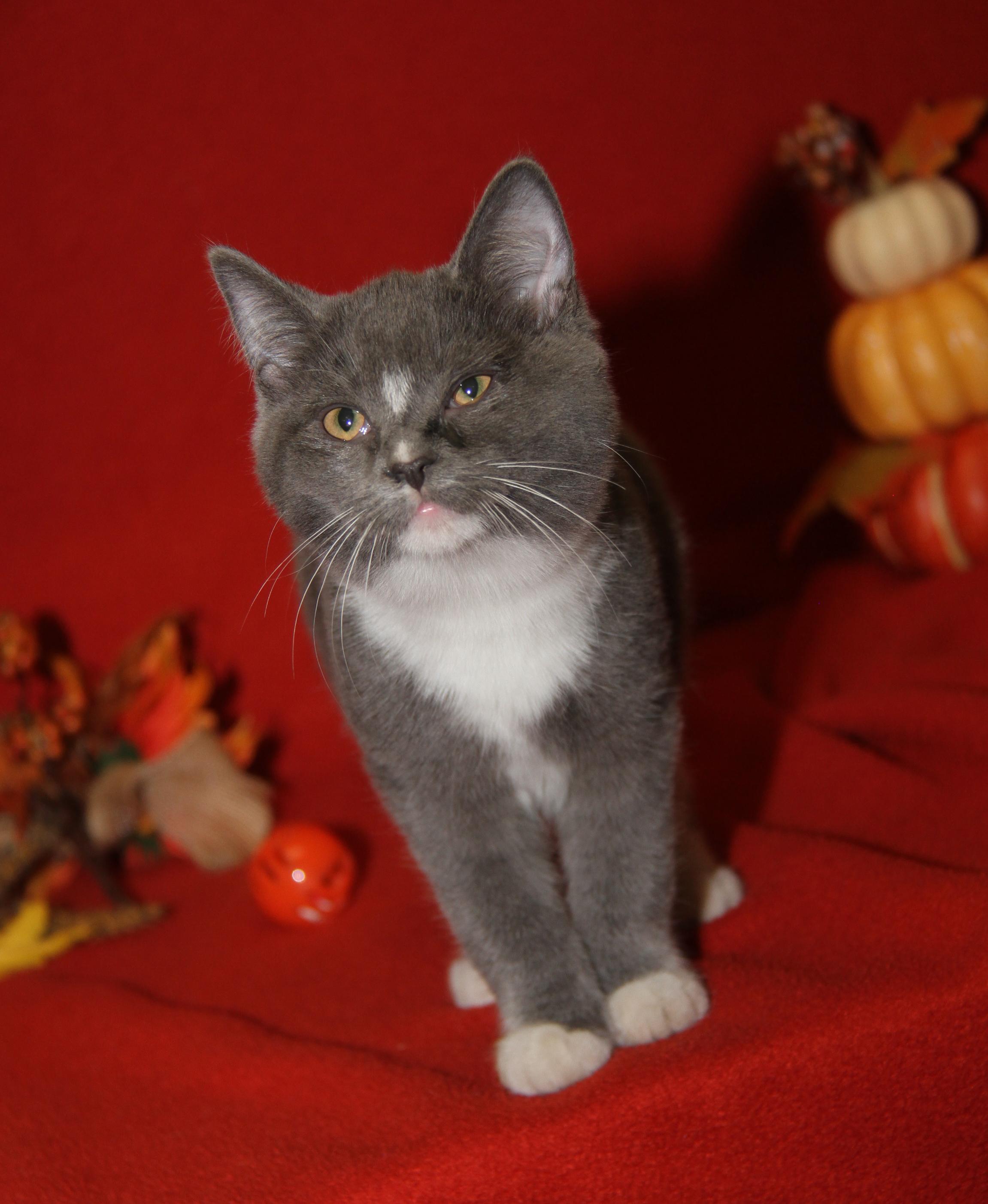 Zooble (Ragatha's Kitten) (Spayed) (Photos 11/21/2025) (@WeLovPets)