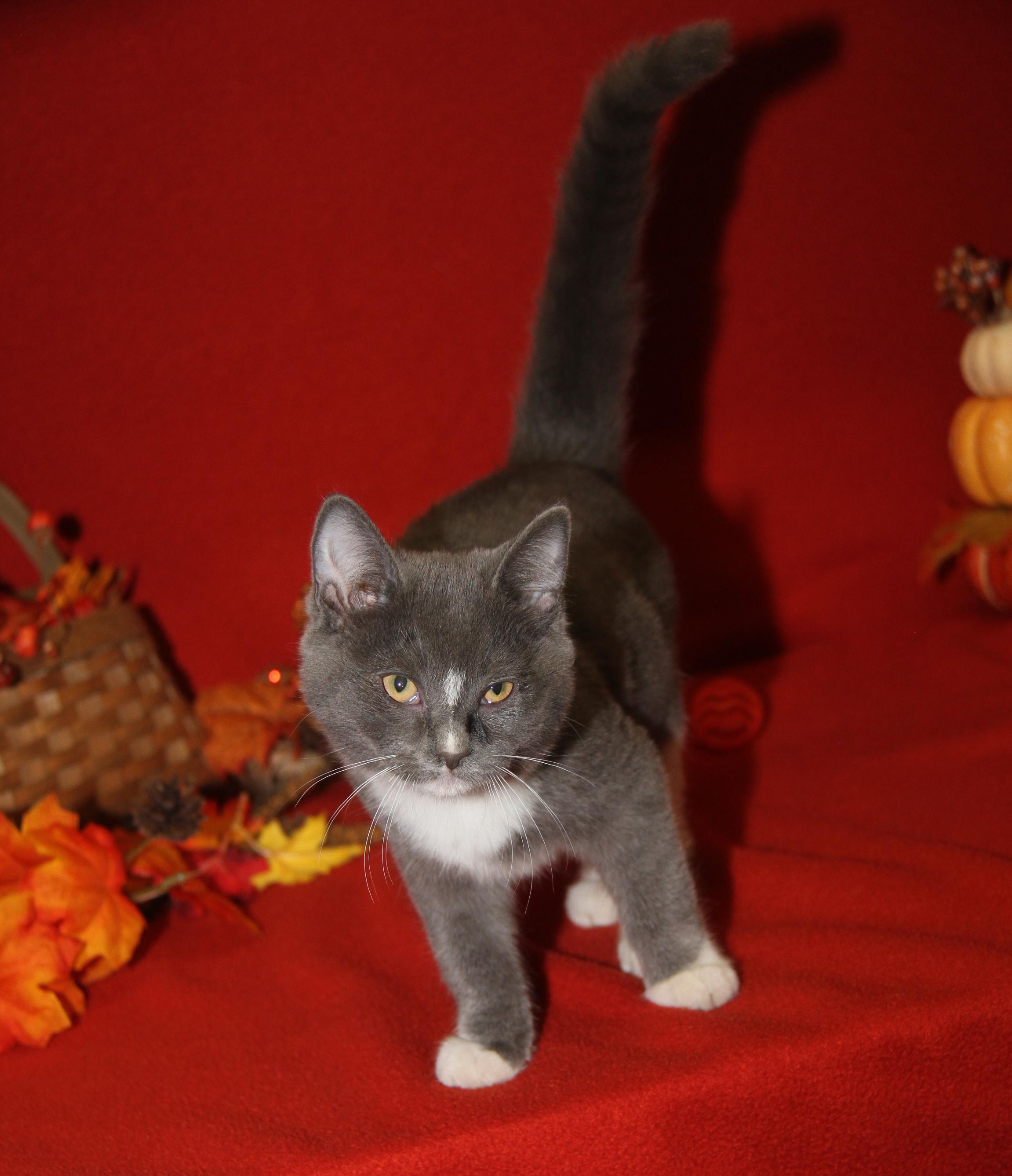 Zooble (Ragatha's Kitten) (Spayed) (Photos 11/21/2025) (@WeLovPets)