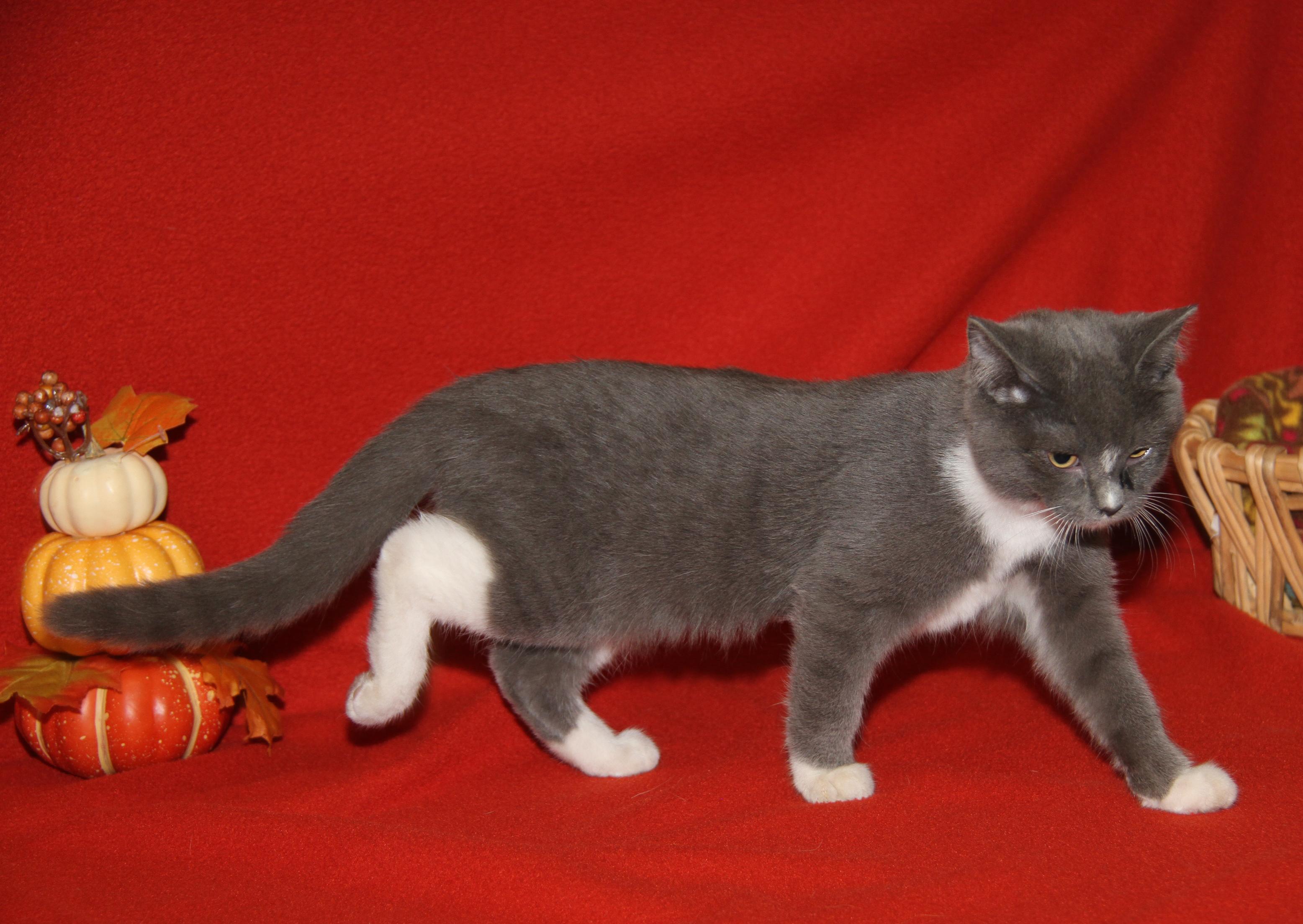 Zooble (Ragatha's Kitten) (Spayed) (Photos 11/21/2025) (@WeLovPets)