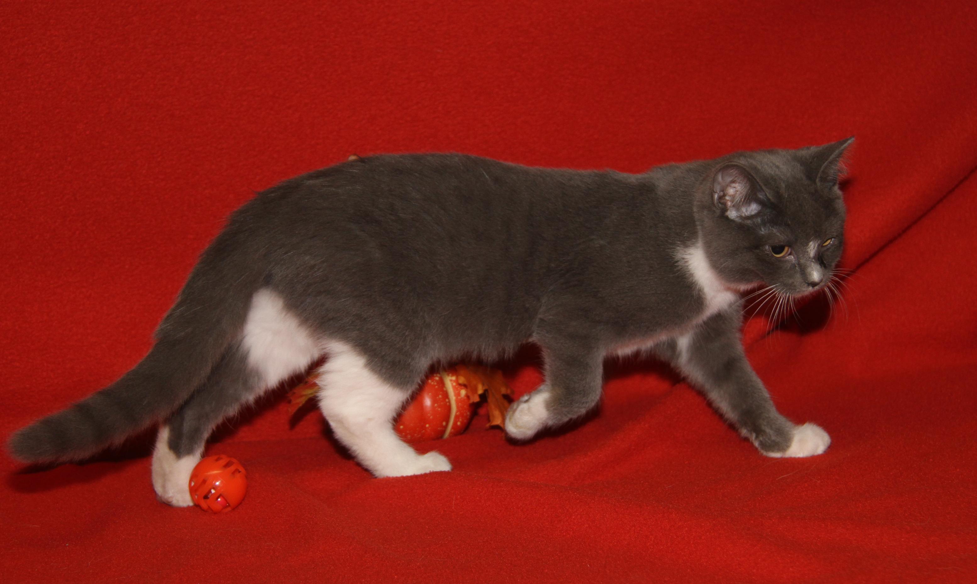 Zooble (Ragatha's Kitten) (Spayed) (Photos 11/21/2025) (@WeLovPets)