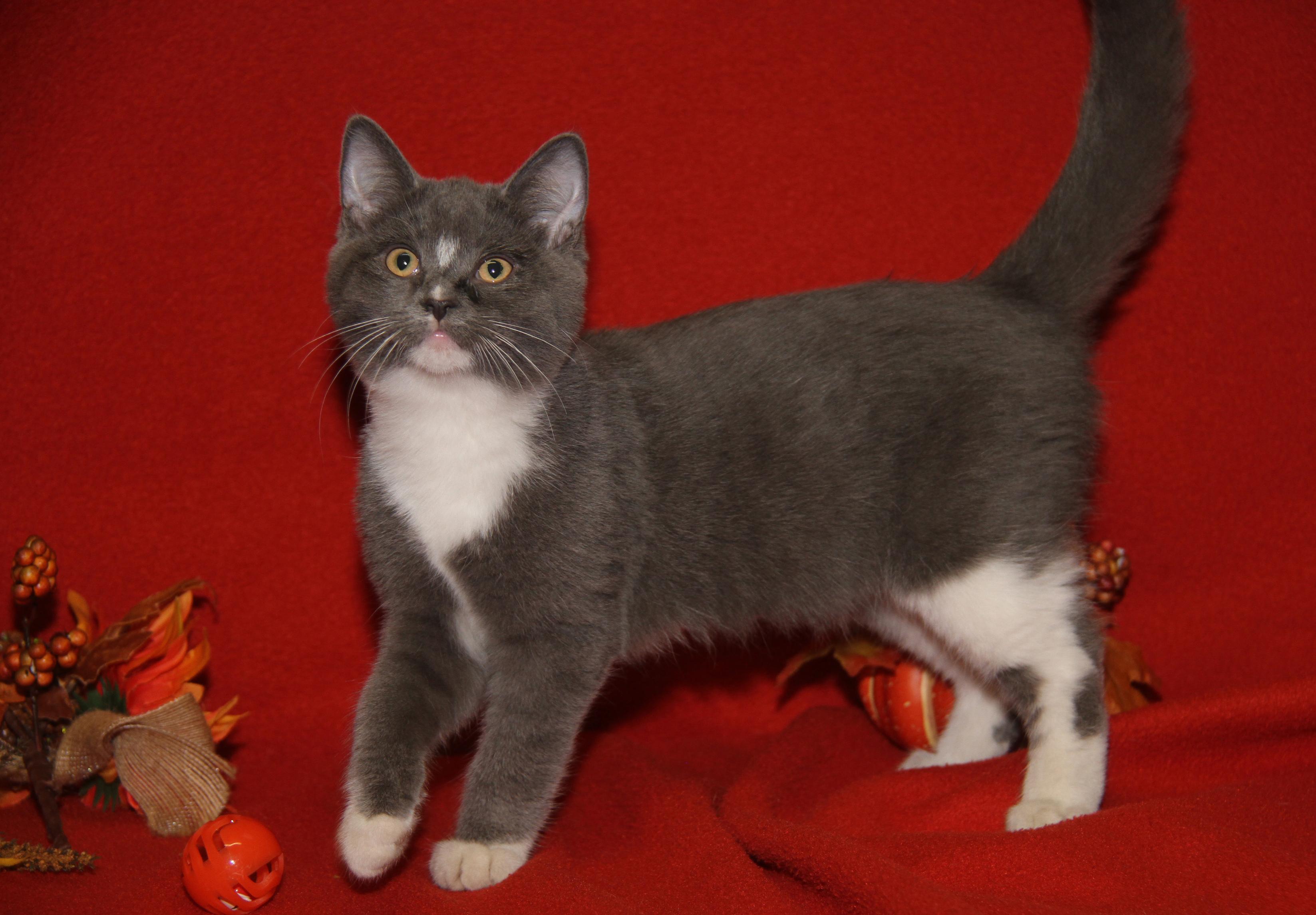 Zooble (Ragatha's Kitten) (Spayed) (Photos 11/21/2025) (@WeLovPets)