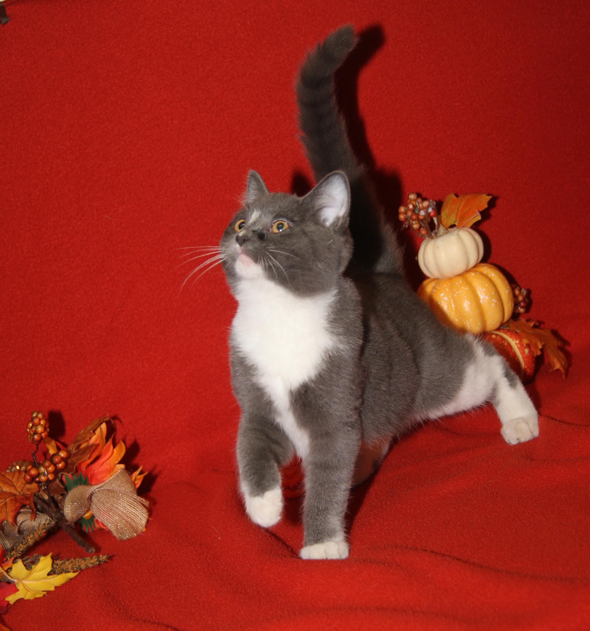 Zooble (Ragatha's Kitten) (Spayed) (Photos 11/21/2025) (@WeLovPets)