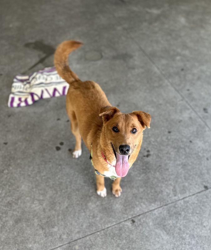 Enlarge Tajin, an adopted mixed breed in Berkeley, CA image 3/6