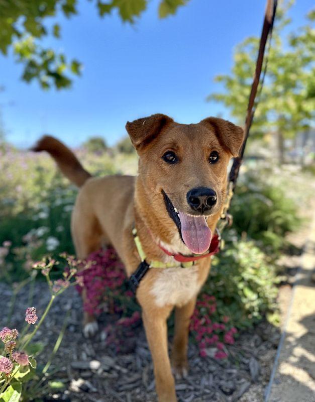 Tajin, adopted, Puppy Female Australian Shepherd.