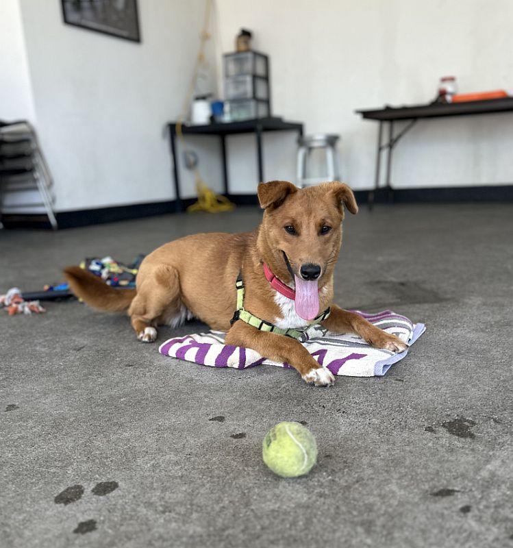 Enlarge Tajin, an adopted mixed breed in Berkeley, CA image 2/6