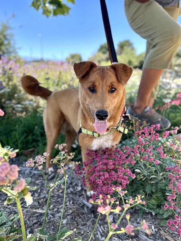 Enlarge Tajin, an adopted mixed breed in Berkeley, CA image 4/6