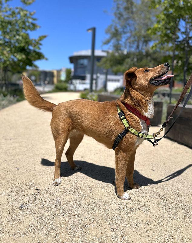 Enlarge Tajin, an adopted mixed breed in Berkeley, CA image 6/6