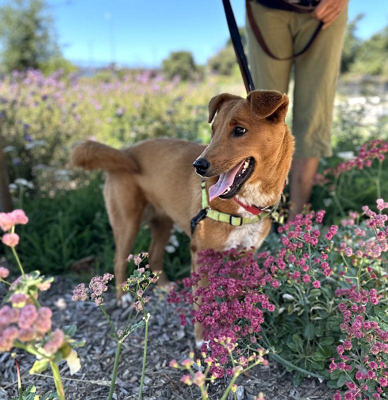 Enlarge Tajin, an adopted mixed breed in Berkeley, CA image 5/6