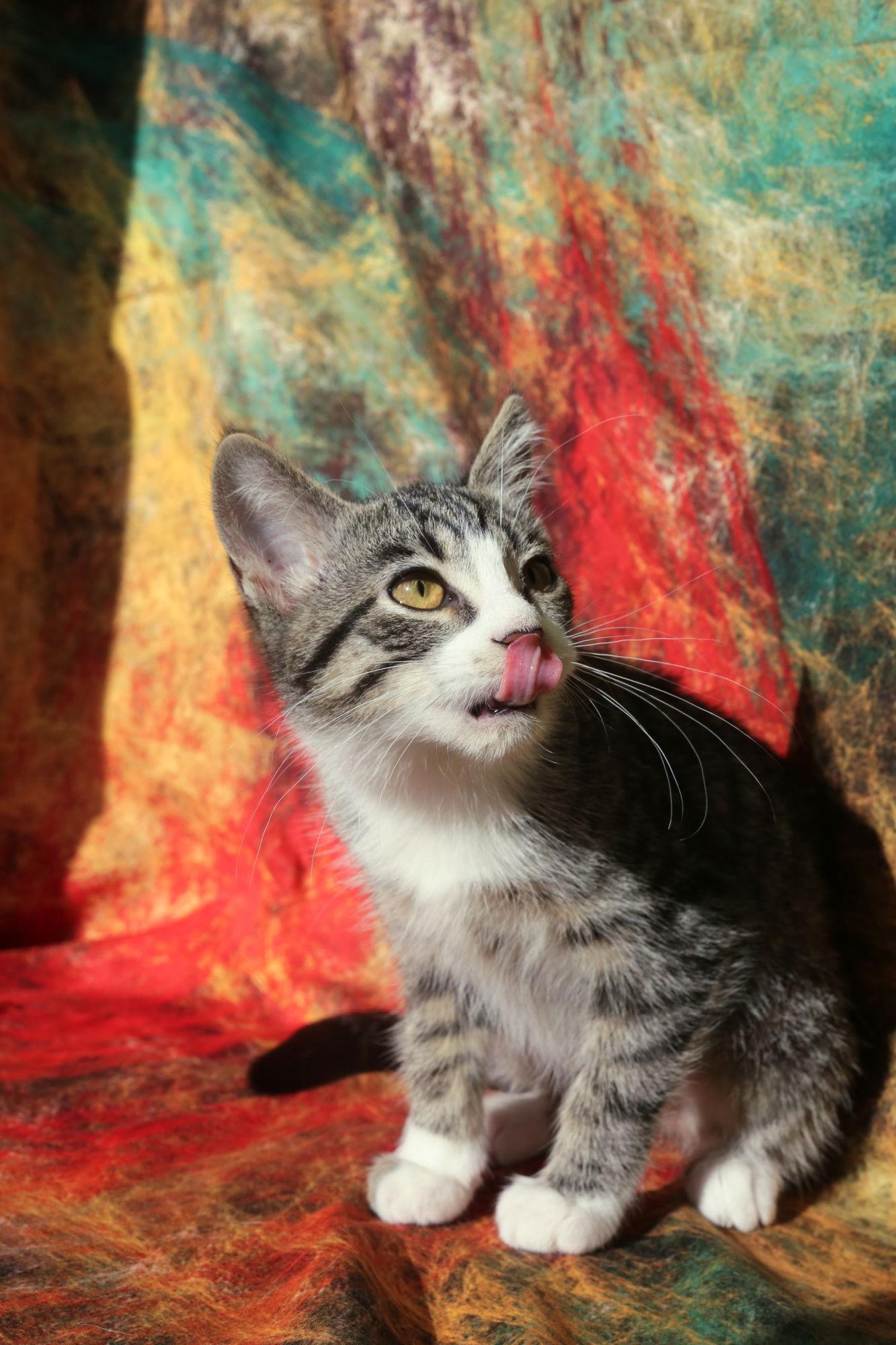 Enlarge Zamora (FeLV+), a Adoptable Domestic Short Hair image 1/3