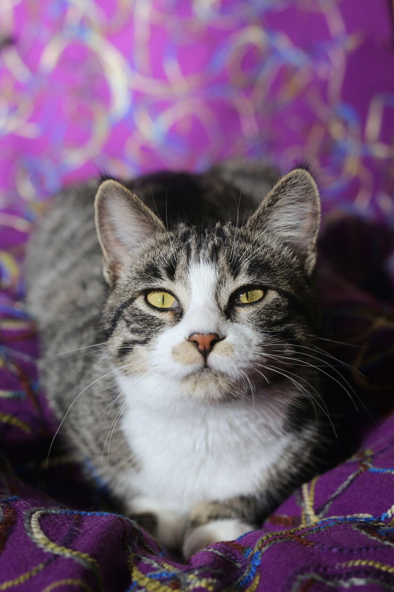 Enlarge Zamora (FeLV+), a Adoptable Domestic Short Hair in New Prague, MN image 1/3