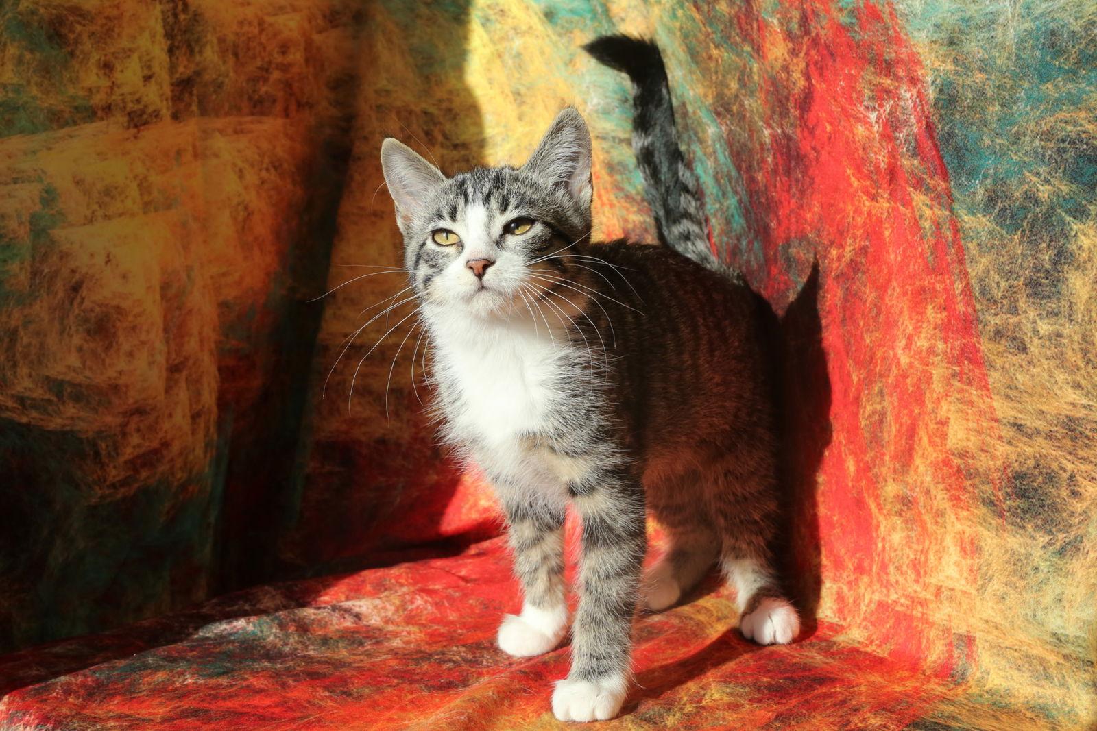 Enlarge Zamora (FeLV+), a Adoptable Domestic Short Hair image 2/3