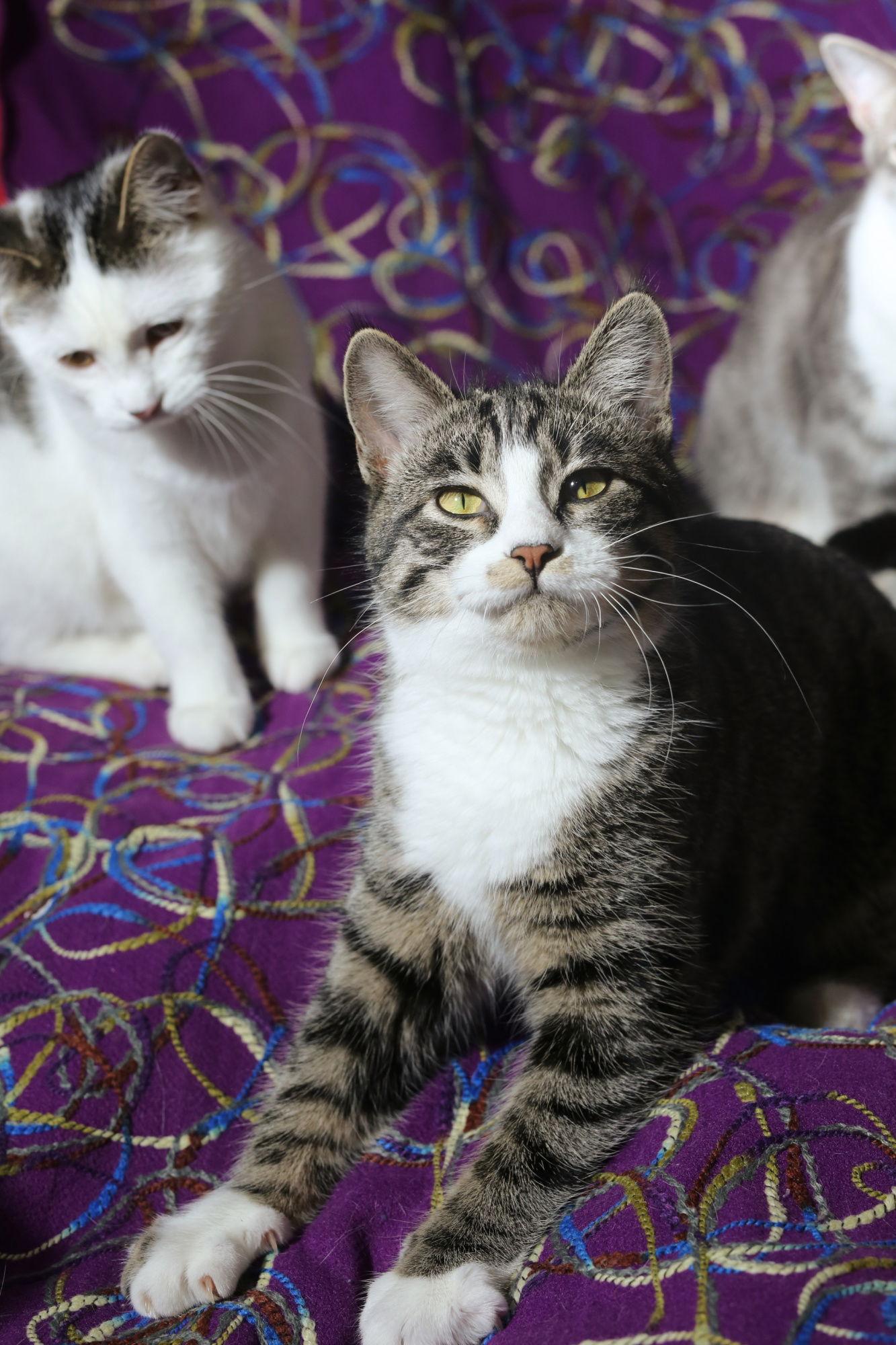 Zamora (FeLV+), Adoptable, Young Female Domestic Short Hair.