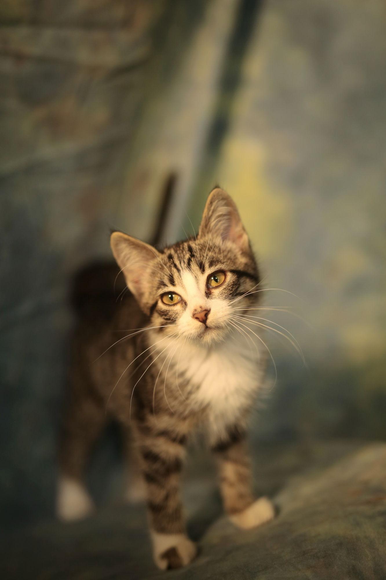 Enlarge Zamora (FeLV+), a Adoptable Domestic Short Hair image 3/3