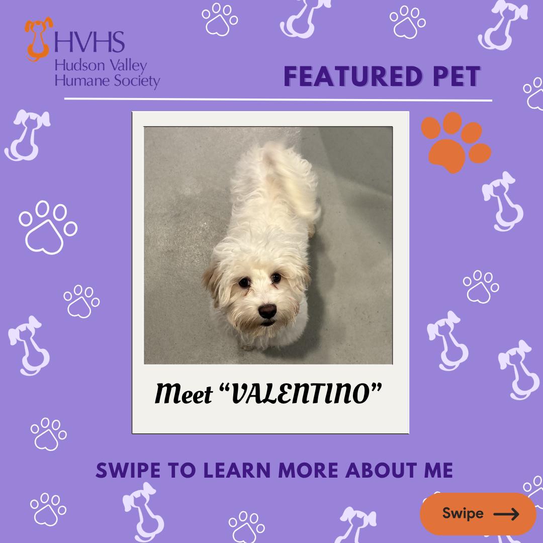 Enlarge VALENTINO, an adoptable mixed breed in Pomona, NY image 1/2