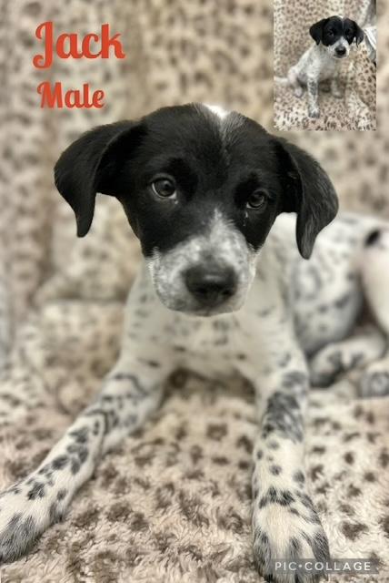 Jack 1, Baby Male Australian Cattle Dog / Blue Heeler