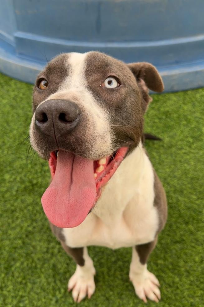 Kirby, Adoptable, Young Male American Staffordshire Terrier & Hound.