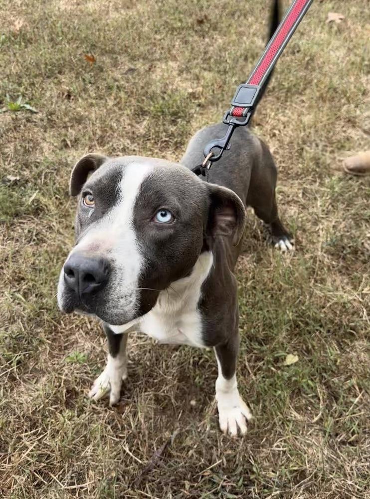 Kirby, Adoptable, Young Male American Staffordshire Terrier & Hound.