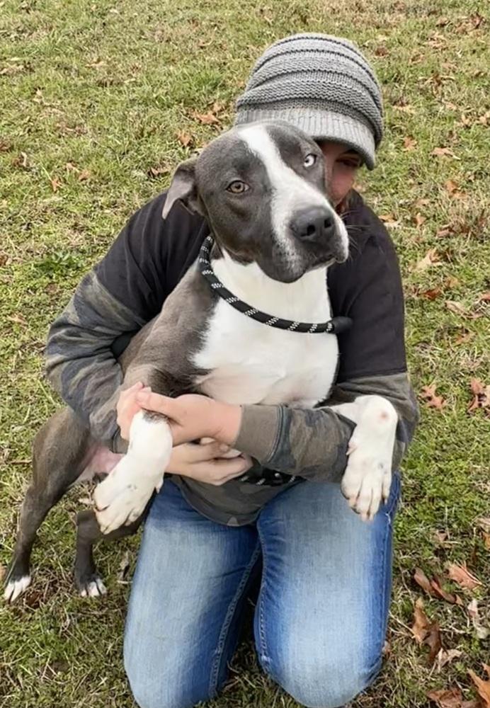 Enlarge Kirby, a Adoptable mixed breed in Jackson, GA image 2/6