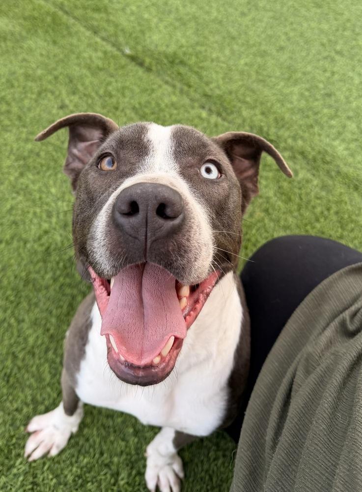 Enlarge Kirby, a Adoptable mixed breed in Jackson, GA image 3/6