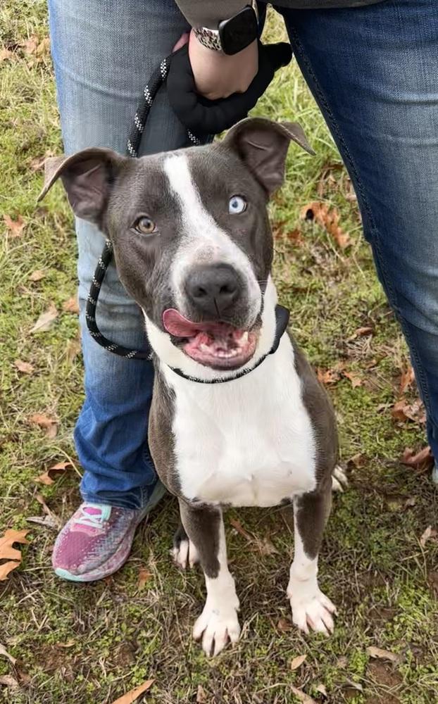 Enlarge Kirby, a Adoptable mixed breed in Jackson, GA image 5/6