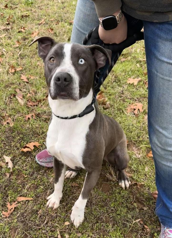 Enlarge Kirby, a Adoptable mixed breed in Jackson, GA image 6/6