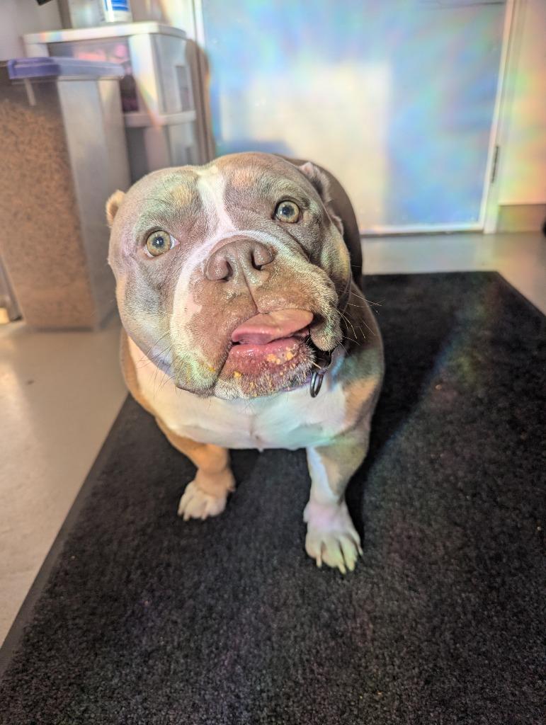 Greta, Adoptable, Adult Female English Bulldog & French Bulldog.
