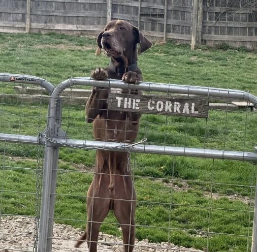 Enlarge SCOOBY, a Adoptable Great Dane in Crossville, TN image 1/5