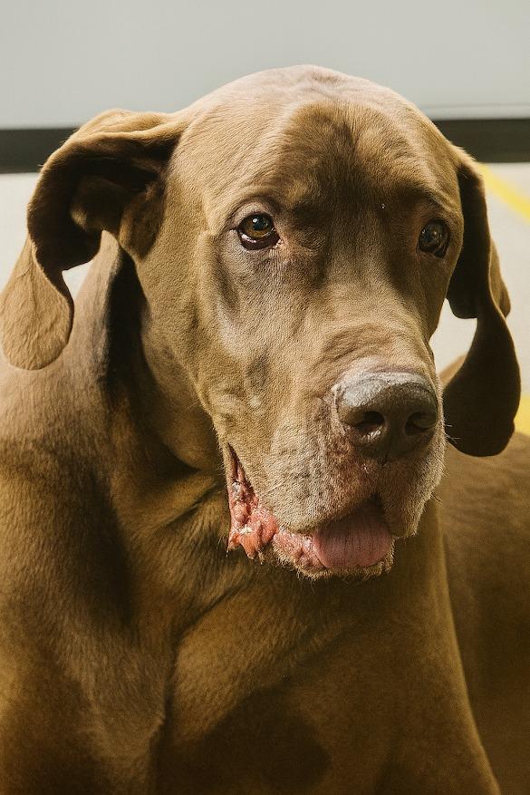 Enlarge SCOOBY, a Adoptable Great Dane in Crossville, TN image 2/5