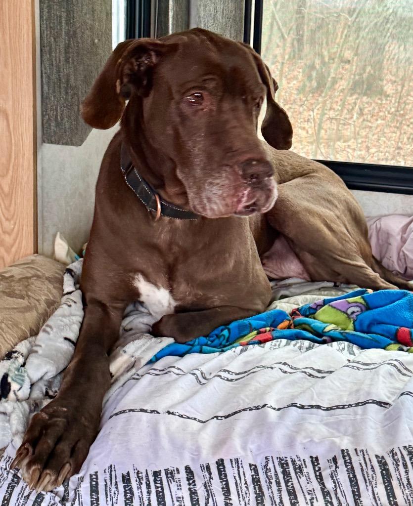 Enlarge SCOOBY, a Adoptable Great Dane in Crossville, TN image 3/5