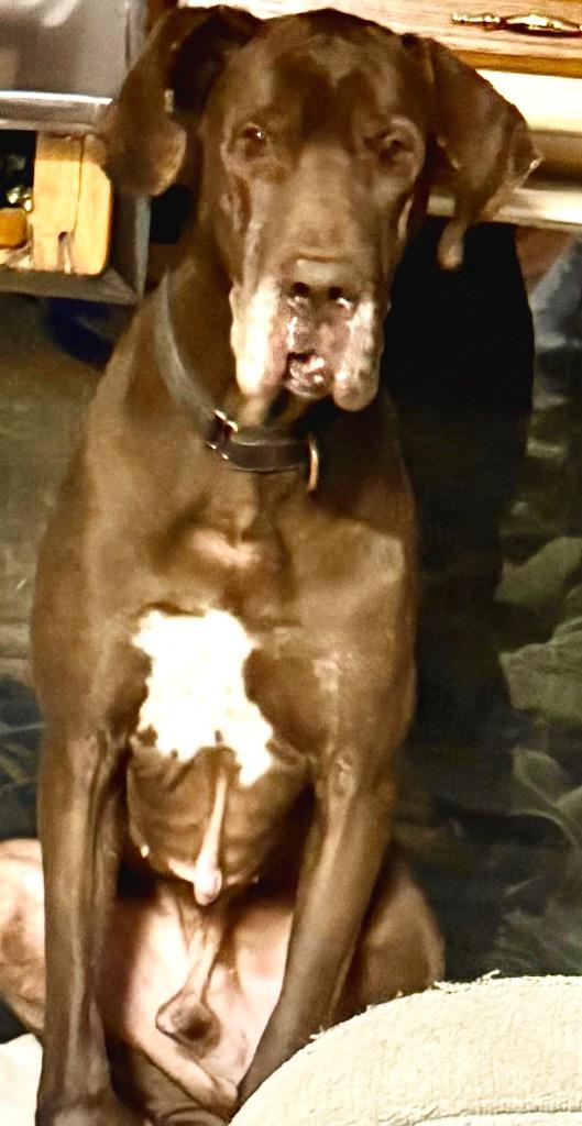 Enlarge SCOOBY, a Adoptable Great Dane in Crossville, TN image 4/5