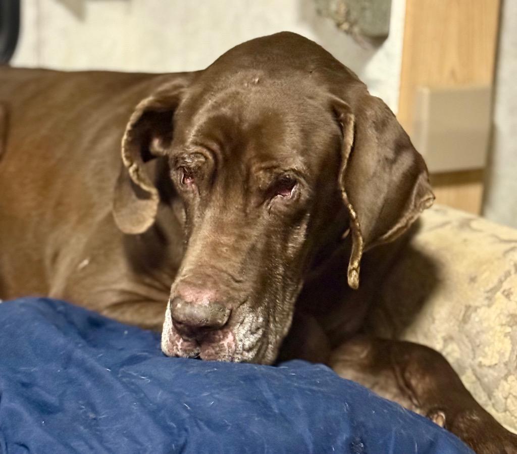 Enlarge SCOOBY, a Adoptable Great Dane in Crossville, TN image 5/5