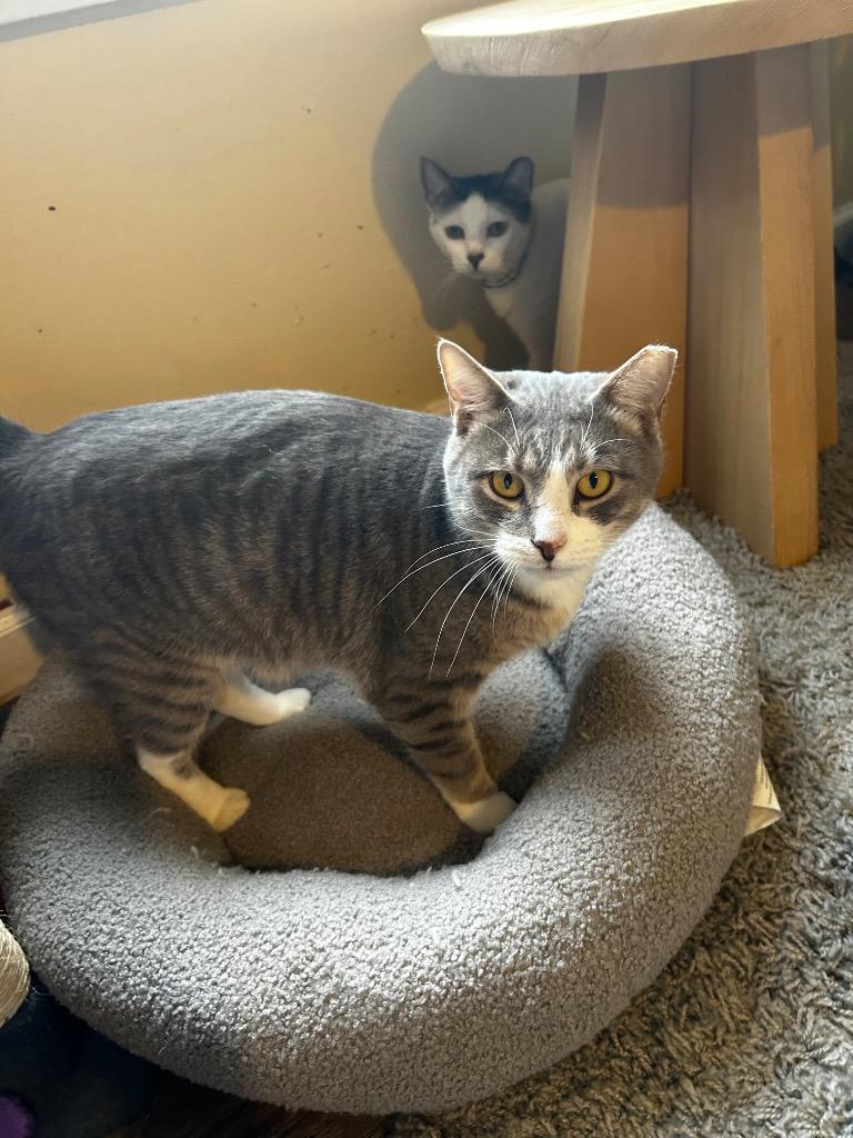 Pony, Adoptable, Young Male Domestic Short Hair.