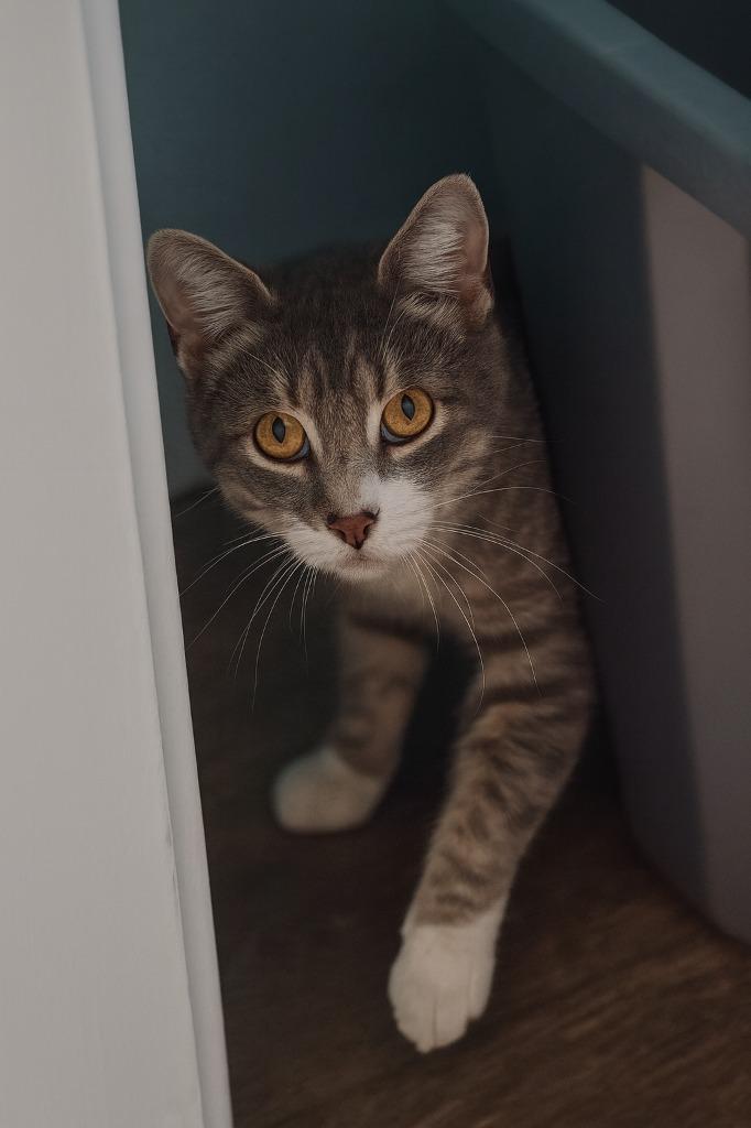 Enlarge Pony, a Adoptable mixed breed in Hardeeville, SC image 3/3