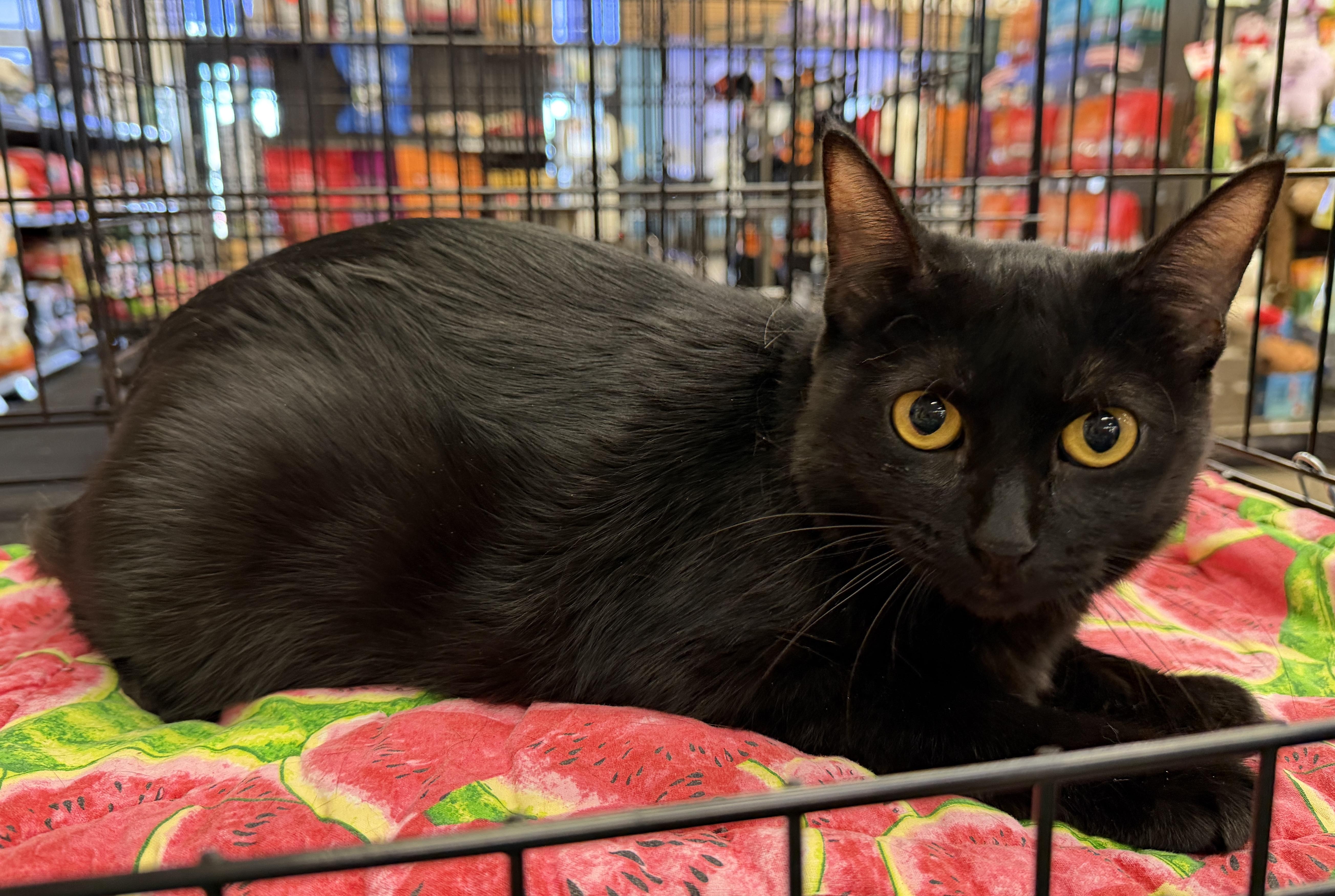 Enlarge Layla - Beautiful Heart and Stunning Eyes, a Adoptable mixed breed in League City, TX image 2/2