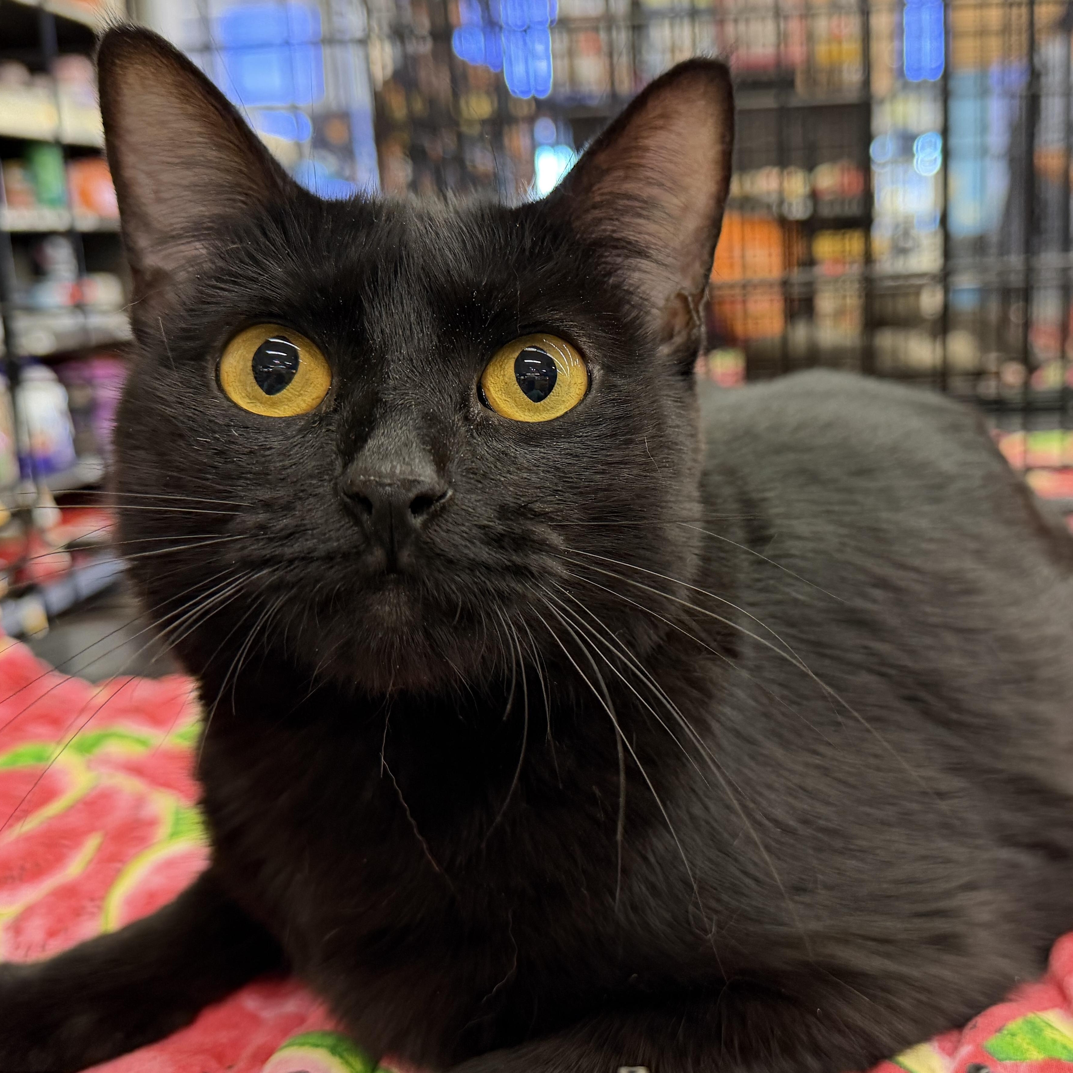 Enlarge Layla - Beautiful Heart and Stunning Eyes, a Adoptable mixed breed in League City, TX image 1/2
