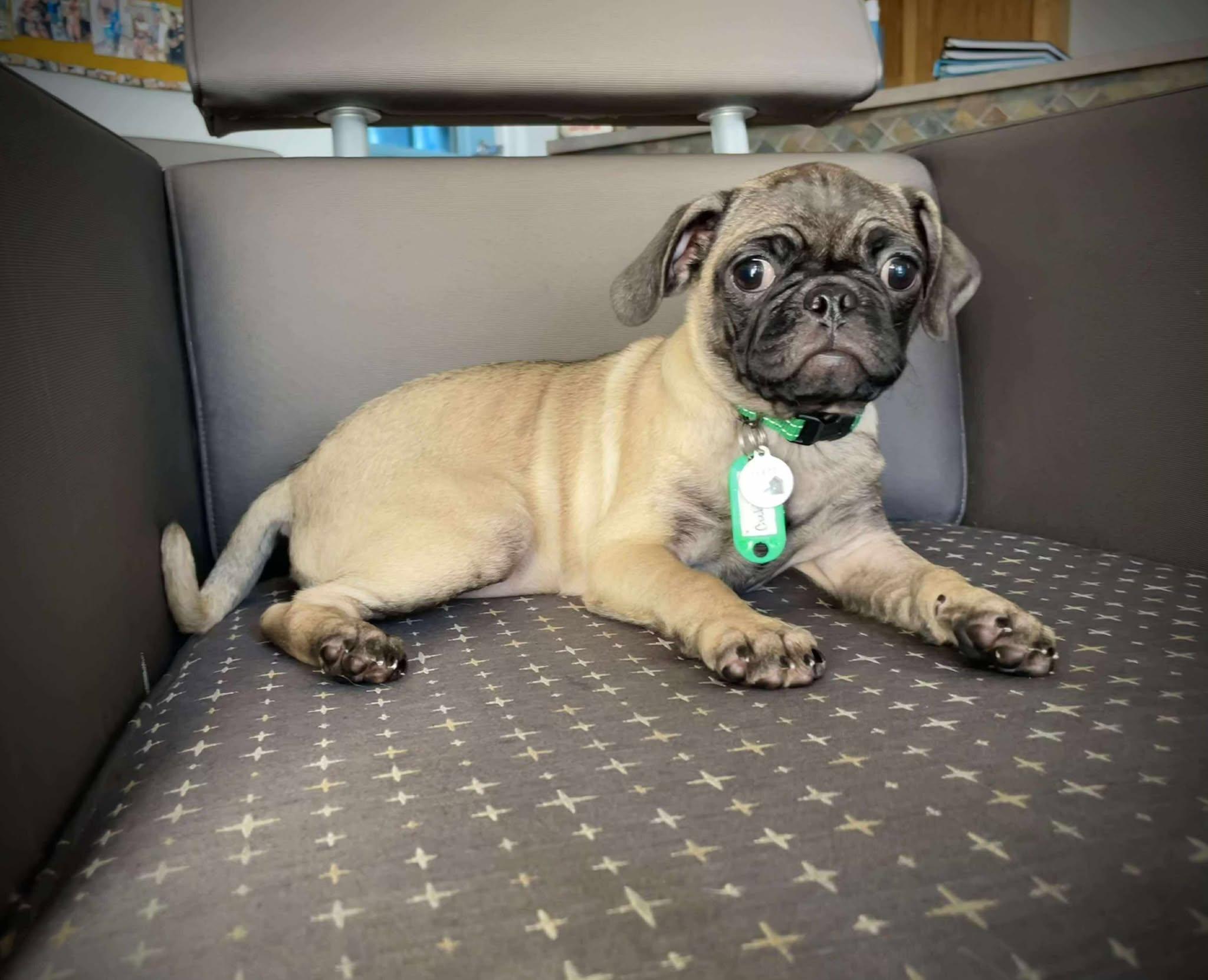 Little League Litter - Cubby