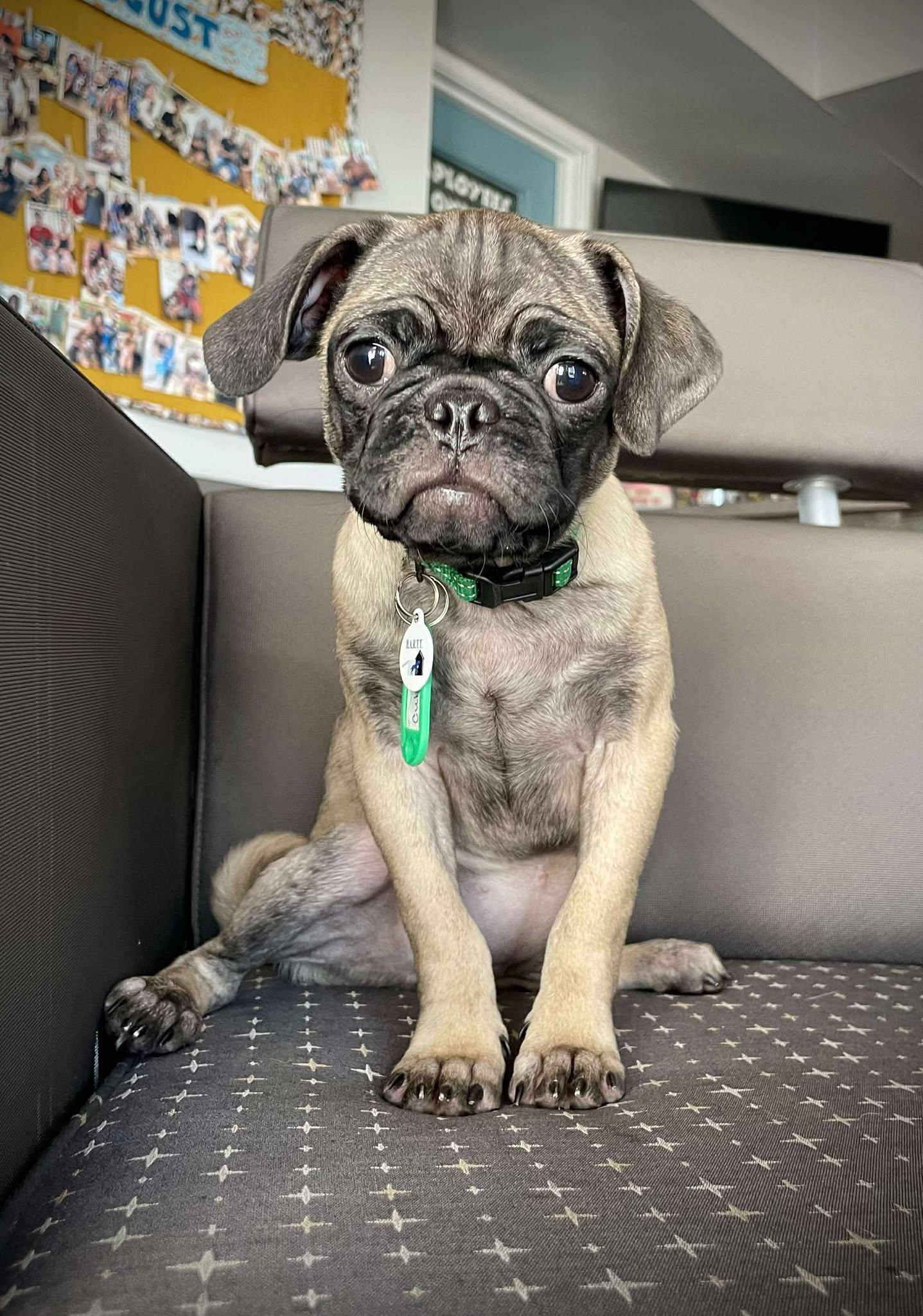 Little League Litter - Cubby