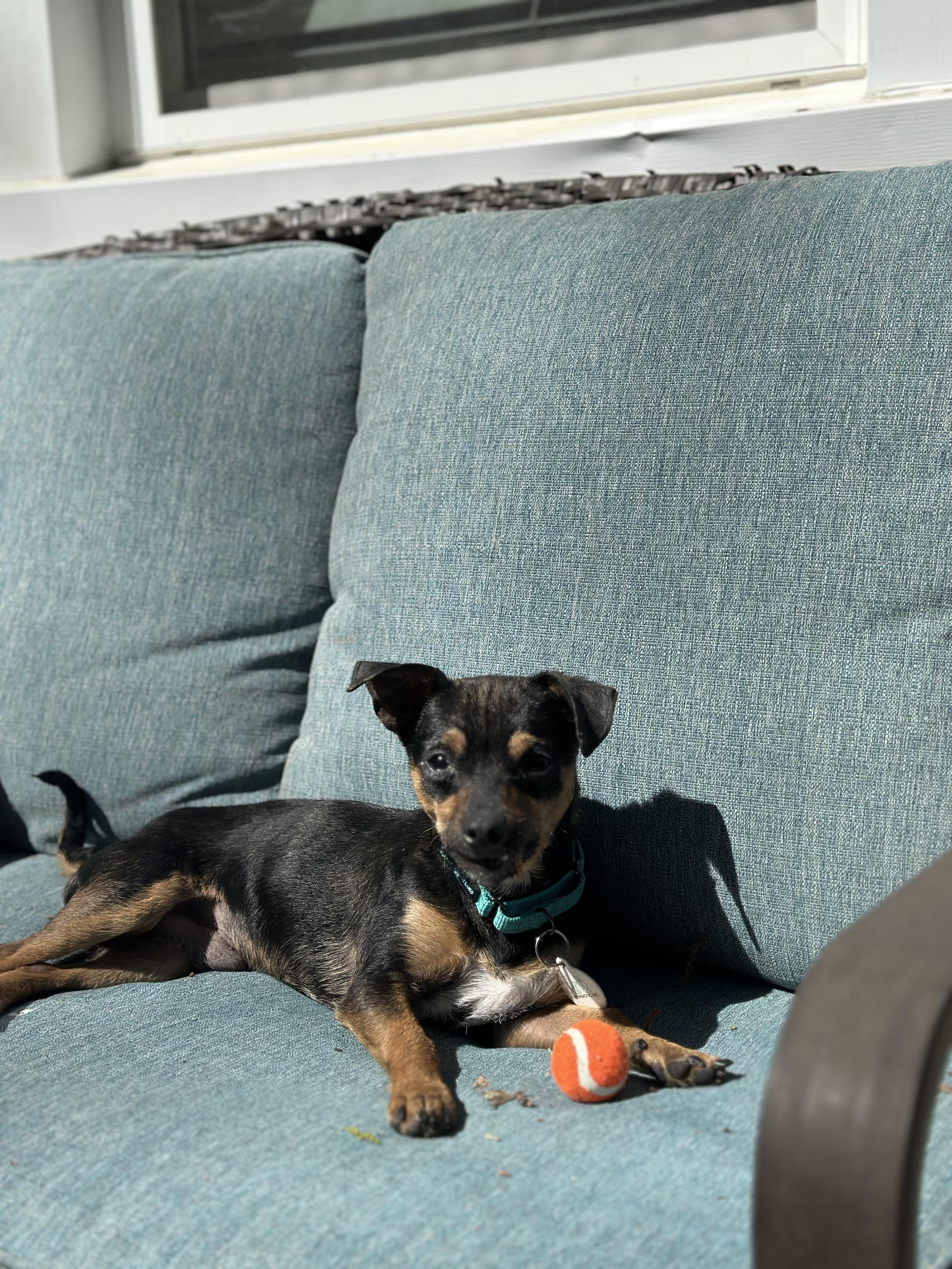 Enlarge Poquito , a Adoptable mixed breed in Suffolk, VA image 2/6