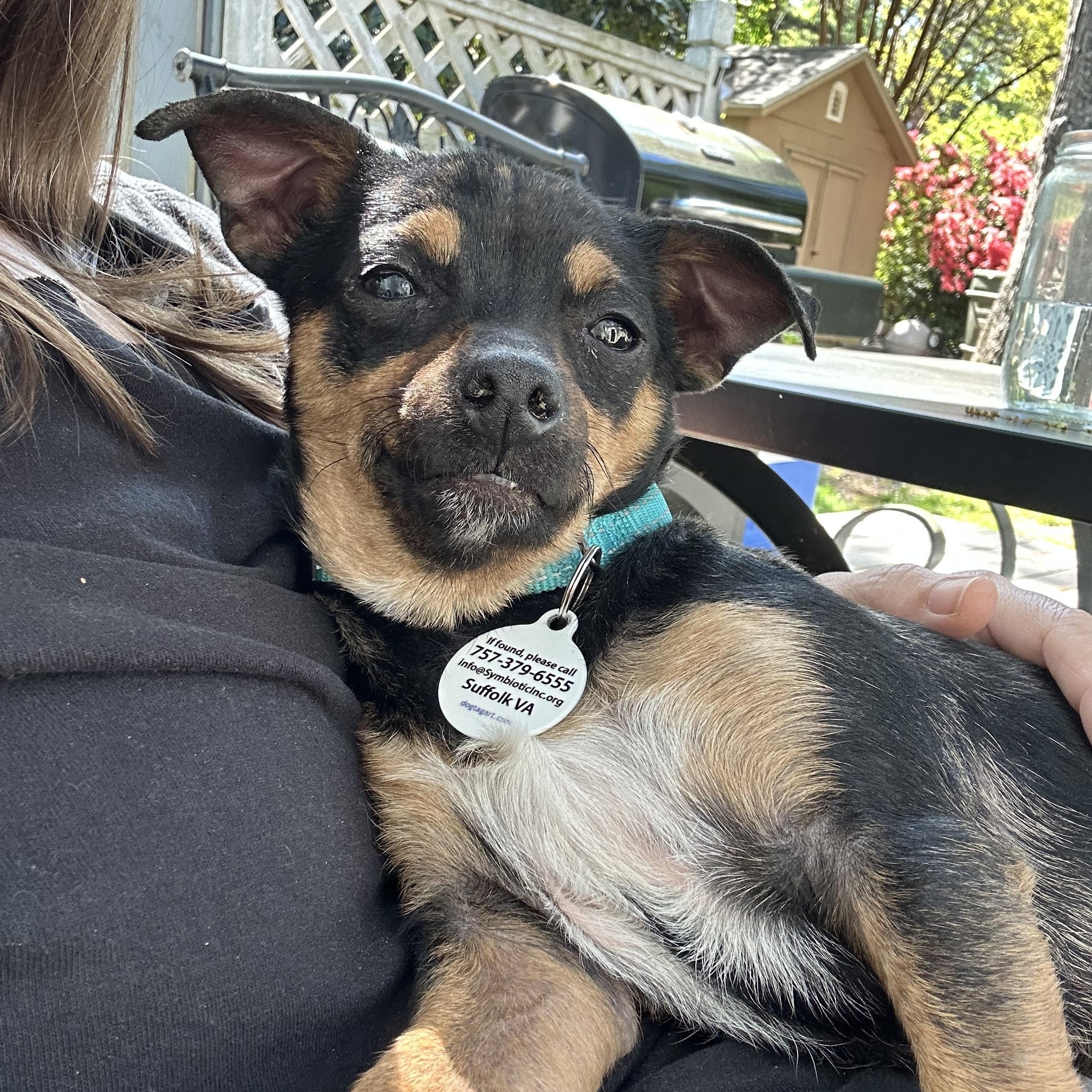Enlarge Poquito , a Adoptable mixed breed in Suffolk, VA image 3/6
