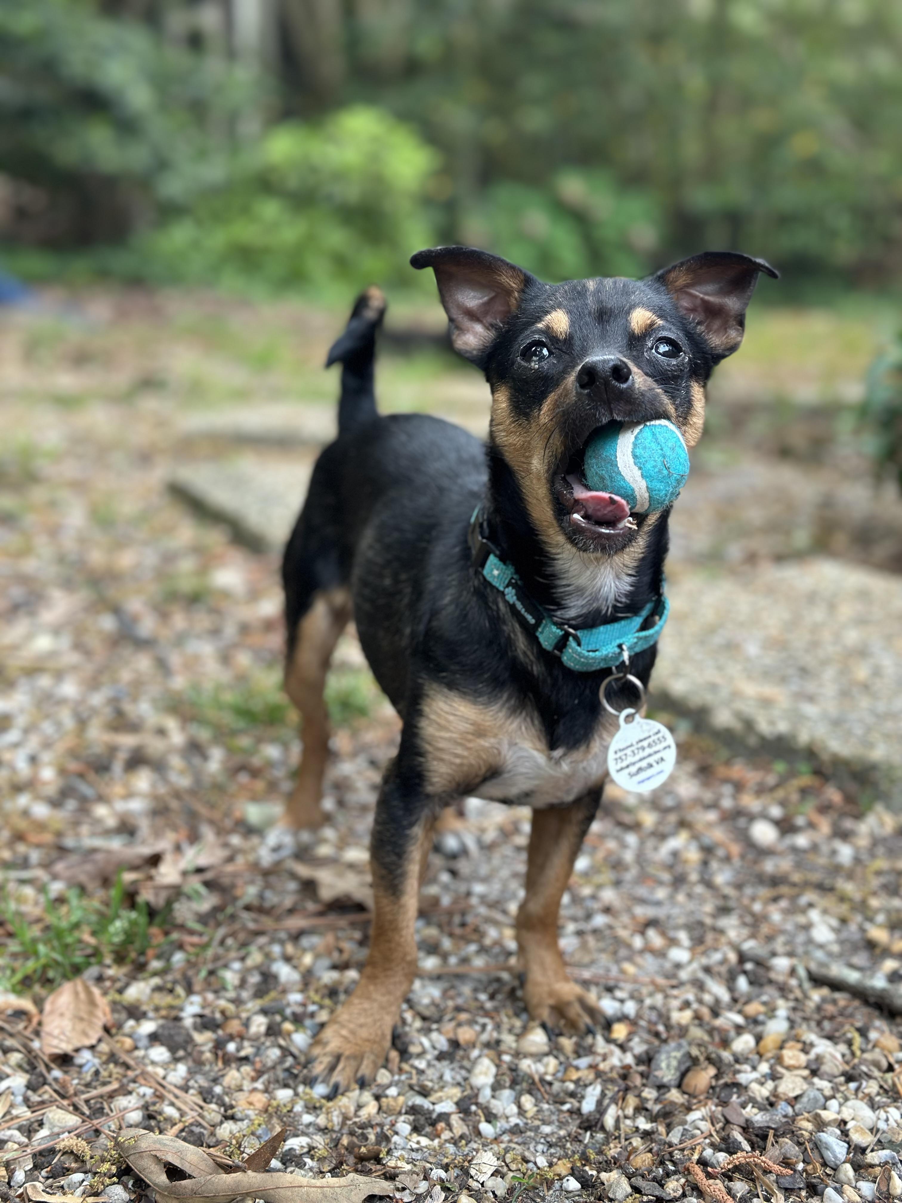 Poquito , Adoptable, Young Male Chihuahua & Miniature Pinscher.