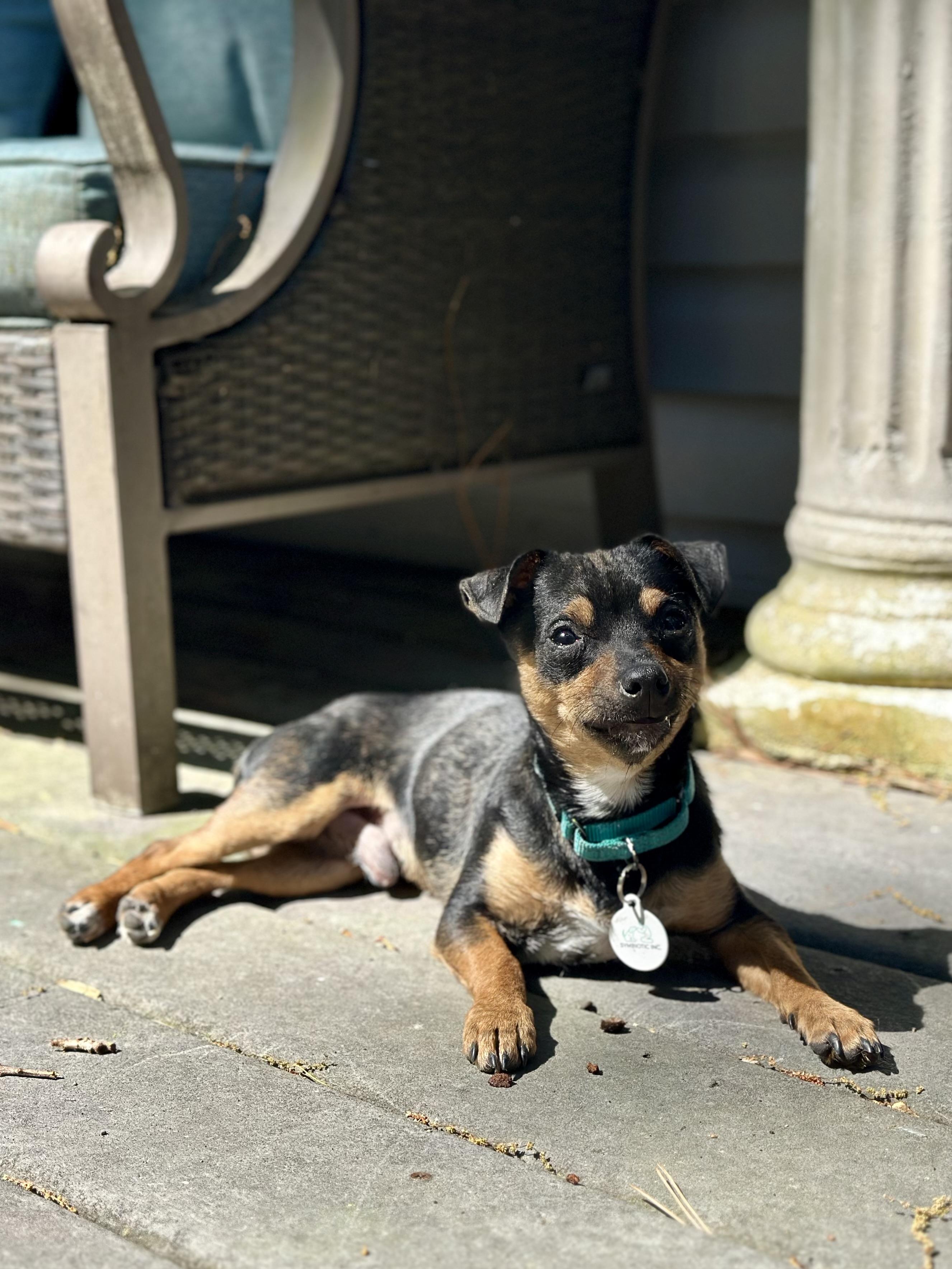 Enlarge Poquito , a Adoptable mixed breed in Suffolk, VA image 4/6