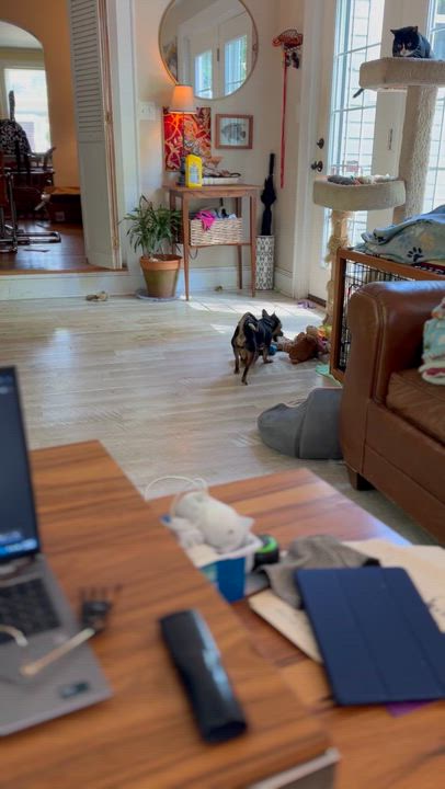 Enlarge Poquito , a Adoptable mixed breed in Suffolk, VA video 5/6