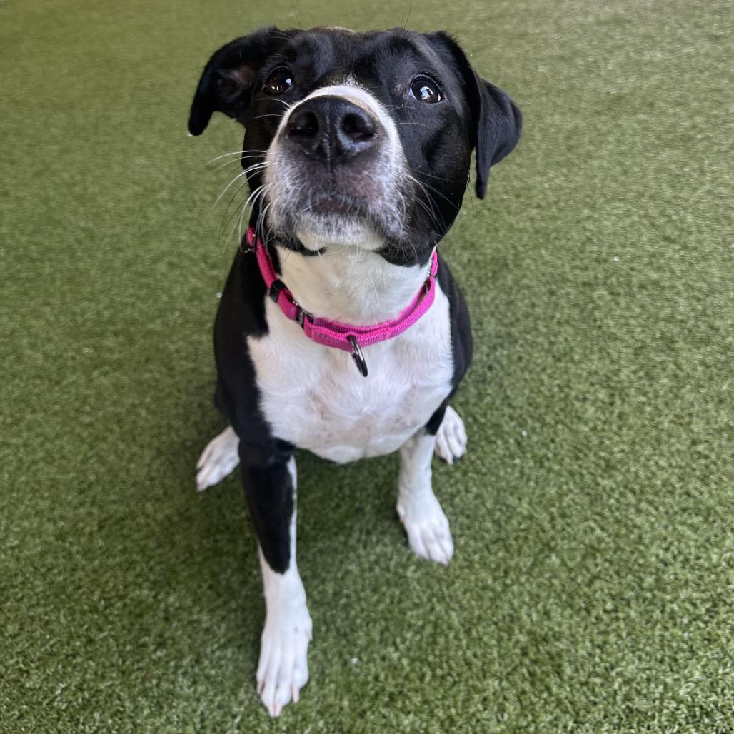 Enlarge Sydney, a Adoptable mixed breed in West Palm Beach, FL image 3/6