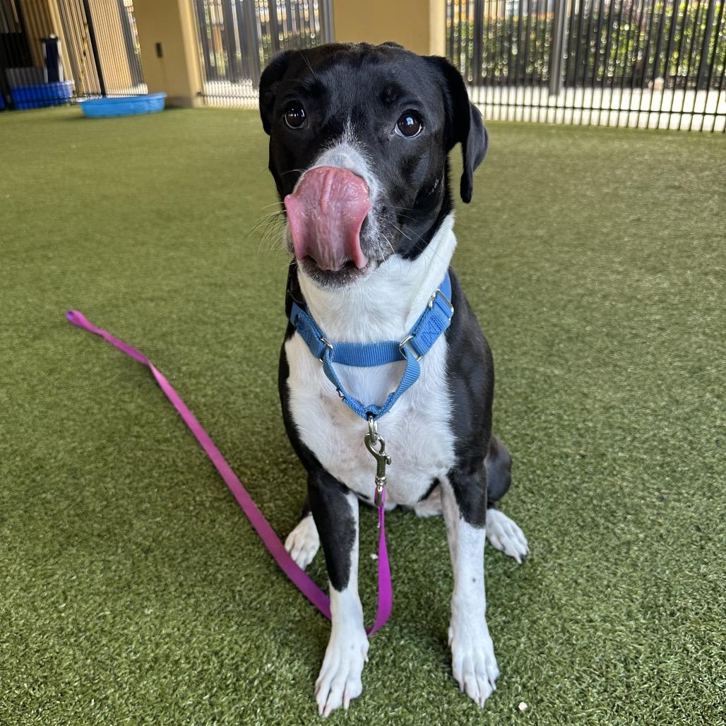 Enlarge Sydney, a Adoptable mixed breed in West Palm Beach, FL image 4/6