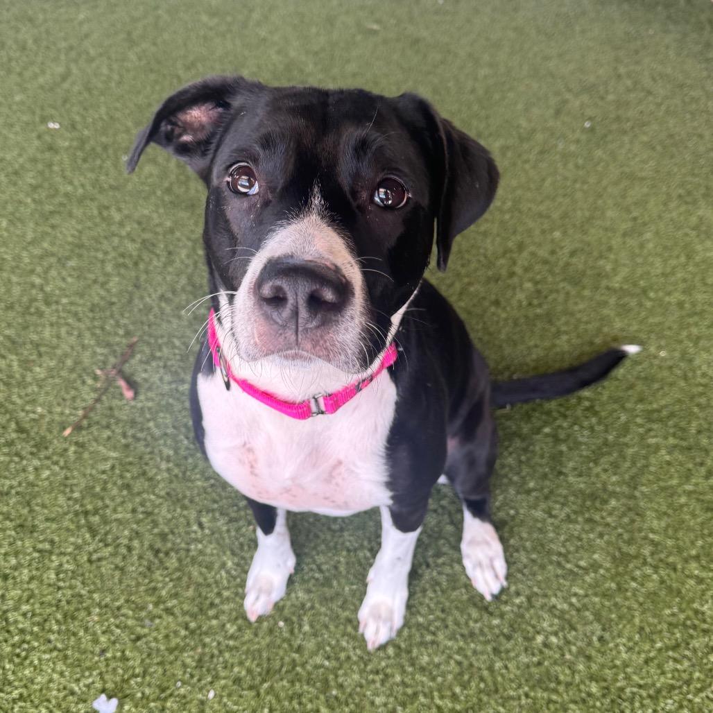 Enlarge Sydney, a Adoptable mixed breed in West Palm Beach, FL image 6/6