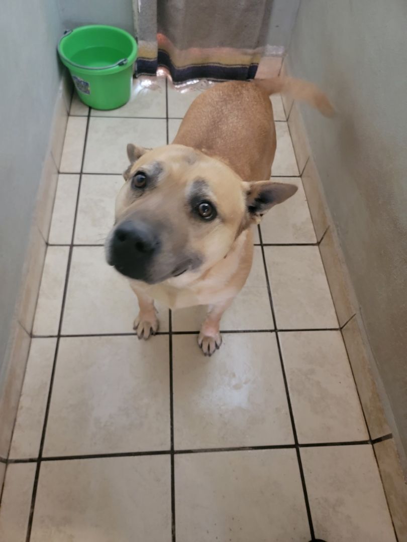 Enlarge Maverick, a Adoptable mixed breed in El Paso, TX image 1/2